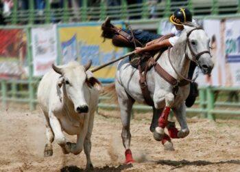 Ministerio Público investiga ataque a un toro en Tintorero