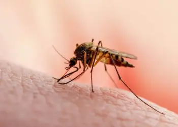 Científicos venezolanos detectan por primera vez un mosquito que podría transmitir malaria a humanos