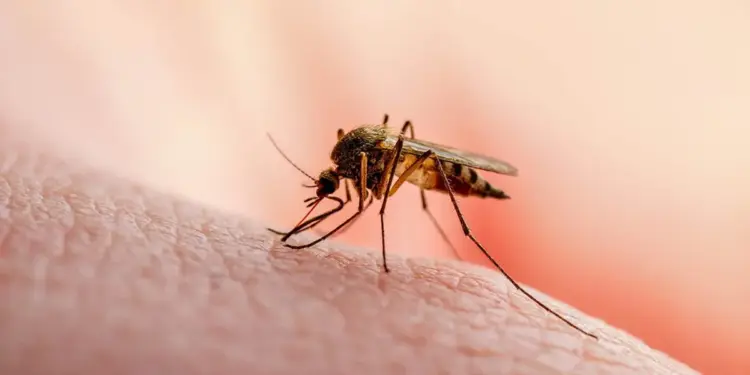Científicos venezolanos detectan por primera vez un mosquito que podría transmitir malaria a humanos