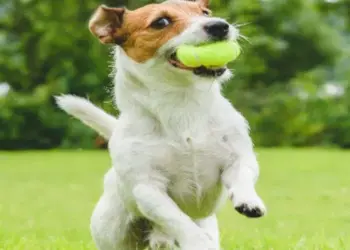 Baruta lanza programa gratuito de registro de mascotas