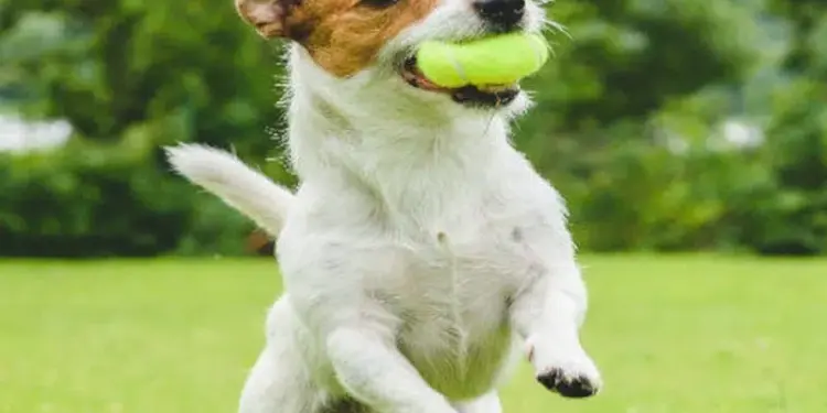 Baruta lanza programa gratuito de registro de mascotas