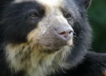 Investigadores venezolanos avanzan en la conservación del oso andino