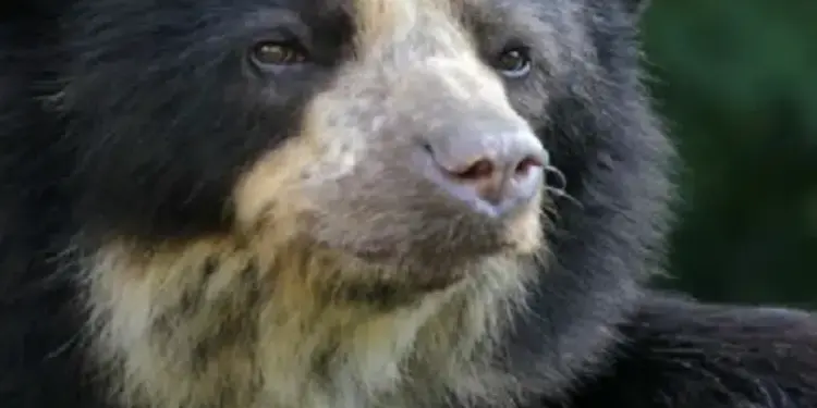 Investigadores venezolanos avanzan en la conservación del oso andino