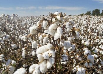 Empresarios afirman que se ha incrementado la siembra de algodón