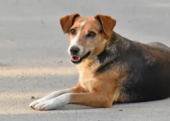 Imputarán a un hombre en Aragua por golpear con una pala a un perro
