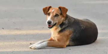 Imputarán a un hombre en Aragua por golpear con una pala a un perro