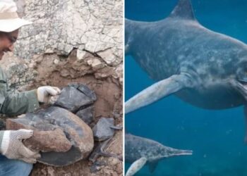 Hallaron restos fósiles de un ‘ictiosaurio’ en Táchira: Es un reptil marino de hace 100 millones de años