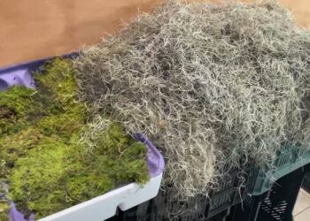 Gobierno venezolano despliega unos 3.000 funcionarios para controlar la extracción de musgo