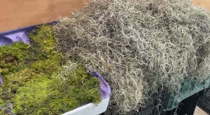 Gobierno venezolano despliega unos 3.000 funcionarios para controlar la extracción de musgo