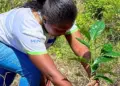Plantan 32.566 árboles en 123 hectáreas para recuperar ecosistemas venezolanos
