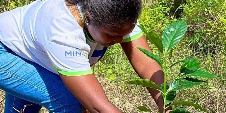 Plantan 32.566 árboles en 123 hectáreas para recuperar ecosistemas venezolanos