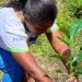 Plantan 32.566 árboles en 123 hectáreas para recuperar ecosistemas venezolanos