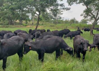 Rebaño de búfalos en creció hasta un 15% en Venezuela este año