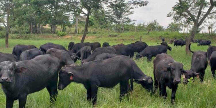 Rebaño de búfalos en creció hasta un 15% en Venezuela este año