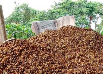 Venezuela producirá 4,7 millones de quintales de café en 2025