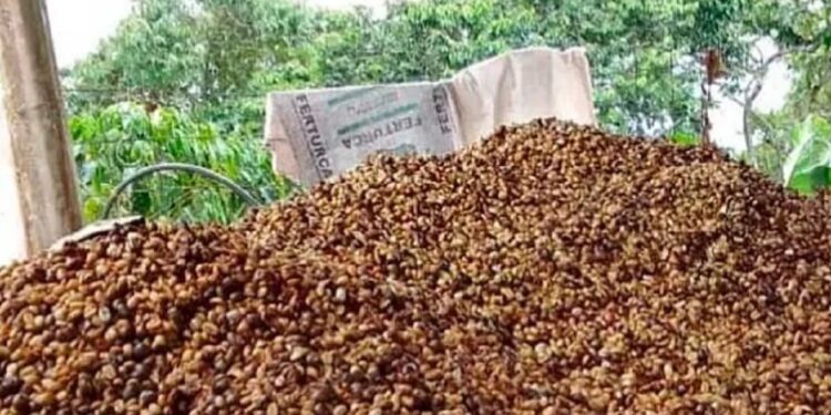 Venezuela producirá 4,7 millones de quintales de café en 2025