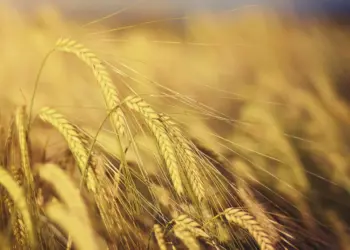 Venezuela consume 1.200.000 toneladas de harina de trigo al año, según Fevipan