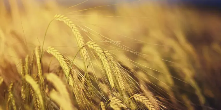 Venezuela consume 1.200.000 toneladas de harina de trigo al año, según Fevipan