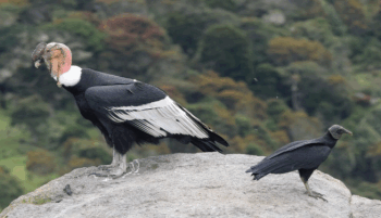 Nace en Mérida un ejemplar de cóndor andino, especie en extinción