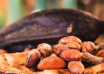 Venezuela reporta crecimiento histórico de 111% en exportaciones de cacao en 2025