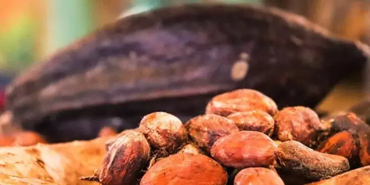 Venezuela reporta crecimiento histórico de 111% en exportaciones de cacao en 2025