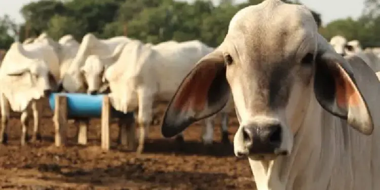 Fedenaga exige justicia y seguridad tras «vil asesinato» de ganadero en Guárico