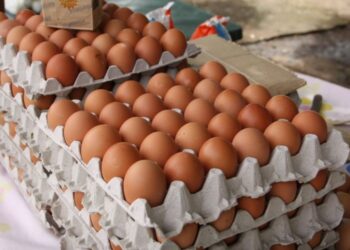 Fenavi proyecta aumentar producción avícola en 50% durante los próximos tres años