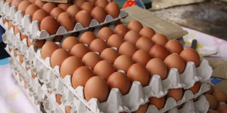 Fenavi proyecta aumentar producción avícola en 50% durante los próximos tres años