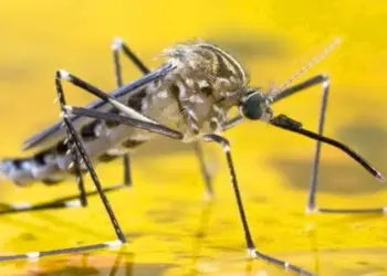 Gobierno de Venezuela confirma decesos por fiebre amarilla pero evita dar cifras para «no generar pánico»