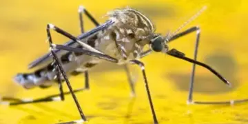 Gobierno de Venezuela confirma decesos por fiebre amarilla pero evita dar cifras para «no generar pánico»